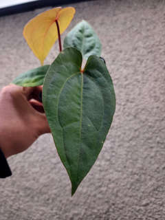 Anthurium Pinstripe