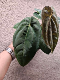 Anthurium Nawasena (Dressleri x Goliath)