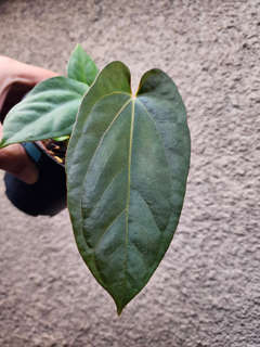 Anthurium Ace of Spades x Dressleri