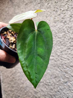 Anthurium Ace of Spades x Dressleri