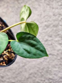Anthurium Ace of Spades x Dressleri