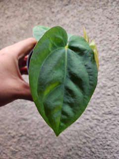 Anthurium Ace of Spades x Dressleri