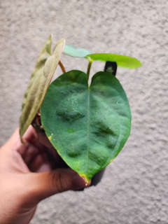 Anthurium Ace of Spades x Dressleri