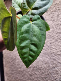 Anthurium Ace of Spades x Dressleri