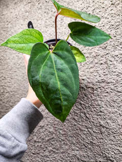 Anthurium Portillae Blue Pap x Ace of Spades