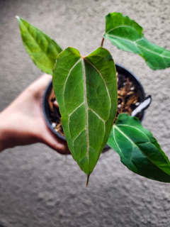 Anthurium (Muchlis x Portillae) x Self