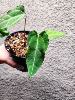 Anthurium (Muchlis x Portillae) x Self