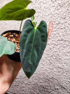 Anthurium RLFS x Red Vein Dark Phoenix