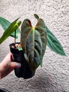 Anthurium RLFS x Red Vein Dark Phoenix