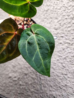 Anthurium Ace of Spades DF x HURC