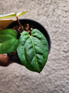 Anthurium Ace of Spades x Dressleri