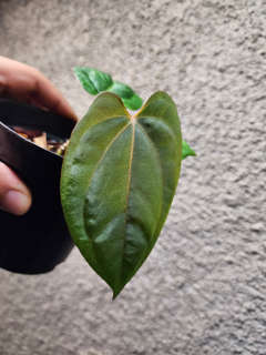 Anthurium Ace of Spades x Dressleri