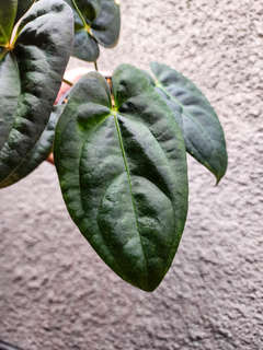 Anthurium Moodeanum x Red Vein Dark Phoenix