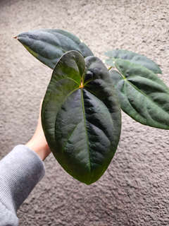 Anthurium Moodeanum x Red Vein Dark Phoenix