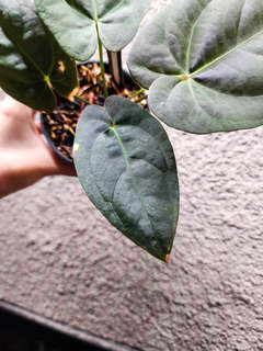 Anthurium Moodeanum x Red Vein Dark Phoenix