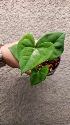 Anthurium Diabloense Clone