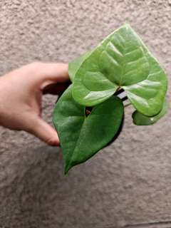 Anthurium Diabloense Clone