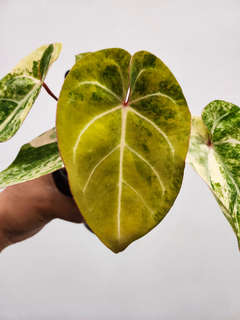 Anthurium Variegated Bigfoot x HURC