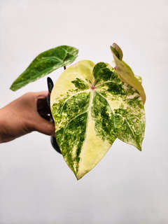 Anthurium Variegated Bigfoot x HURC