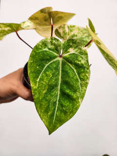Anthurium Variegated Bigfoot x HURC