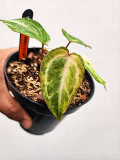 Anthurium Variegated Bigfoot x Michelle