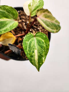 Anthurium Variegated Bigfoot x Michelle