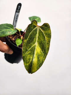 Anthurium Variegated Portillae x (Muchlis x RC)