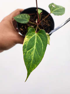 Anthurium Variegated Portillae x (Muchlis x RC)