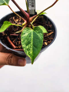 Anthurium Variegated Portillae x (Muchlis x RC)