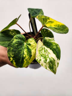 Anthurium Variegated Black Muscle 2-Headed!