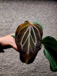 Anthurium HU/King of Spades Butterfly Clone