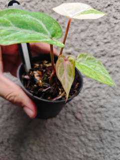 Anthurium Variegated Bigfoot x HURC