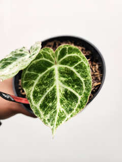 Anhurium Variegated Crystallinum 'Platinum' Clone