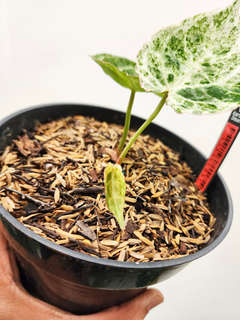 Anhurium Variegated Crystallinum 'Platinum' Clone