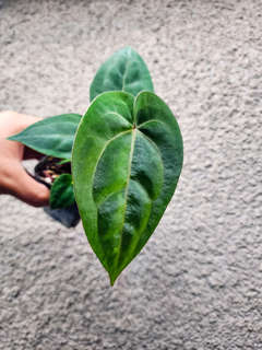 Anthurium Bigfoot x Red Vein Dark Phoenix