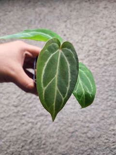 Anthurium Gorgon x Self