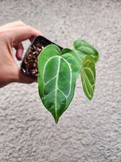 Anthurium Gorgon x Self