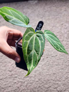 Anthurium Gorgon x Self