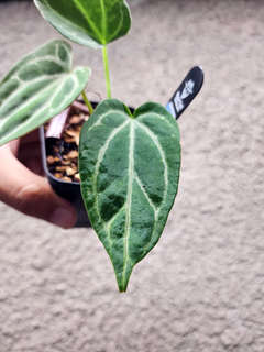 Anthurium Gorgon x Self
