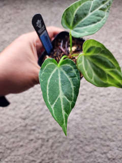Anthurium Gorgon x Self