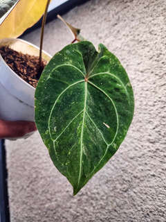 Anthurium Blister Variegated Furcatum x Forgetii
