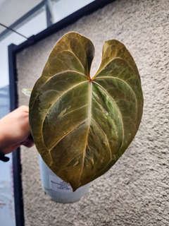 Anthurium Blister Variegated Furcatum x Forgetii
