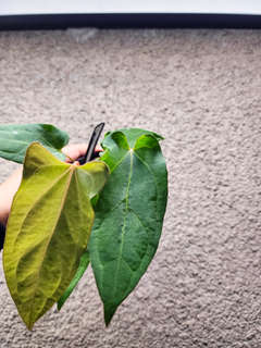 Anthurium Sp. Trilobe x (Muchlis x Portillae)