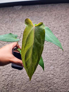 Anthurium Sp. Trilobe x (Muchlis x Portillae)