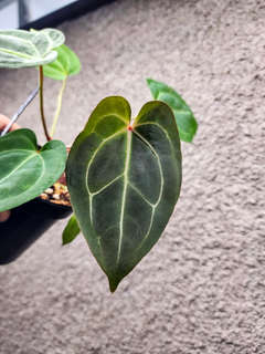 Anthurium Bigfoot x Dressleri