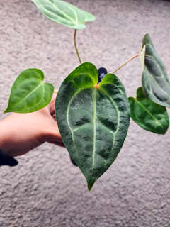 Anthurium Bigfoot x Dressleri