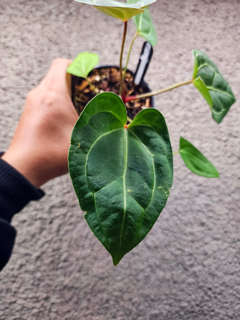 Anthurium Bigfoot x Dressleri
