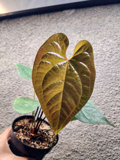 Anthurium Manila's Pride