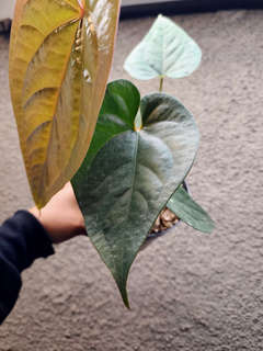 Anthurium Manila's Pride