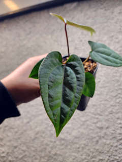 Anthurium Red Spider x Ace of Spades Dark Form